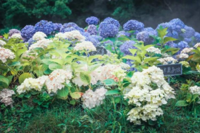 关于绣球养护，修剪这么做，不怕明年看不到花