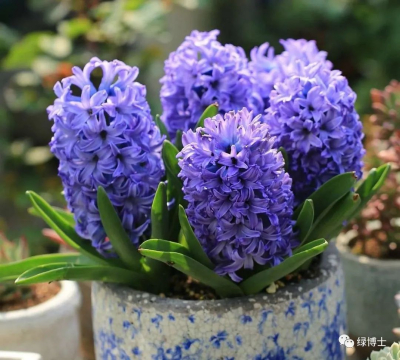 价格打到9.9元，千亿鲜花市场是一门好生意吗？