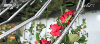 2025中国玫瑰花行业：撕裂传统农业边界的玫瑰经济