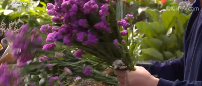 节前看市场 | 国庆将至 花卉热销 价格稳定