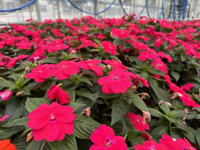 2025年楚雄第一届国际花卉展将启幕