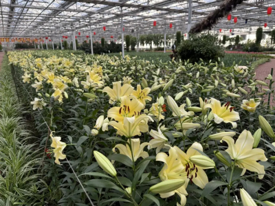 灌南：全面开展花卉栽植工作扮靓城市街景